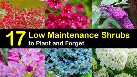 17 Low Maintenance Shrubs to Plant and Forget - Tips … - raincitystudios.com