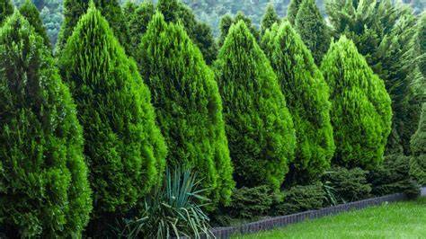 17 Low-Maintenance Evergreen Trees For Shade - raincitystudios.com