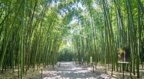 17 Most Beautiful Bamboo Forests Around the World - raincitystudios.com