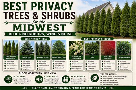 17 Privacy Trees and Shrubs for the Midwest - Midwest Living - raincitystudios.com
