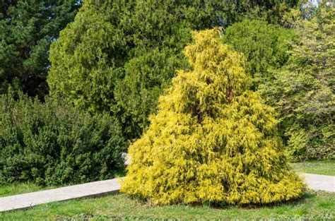 17 Shade Tolerant Evergreen Trees And Shrubs - Positivebloom - raincitystudios.com