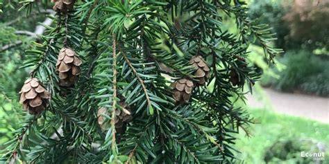 17 Shade Tolerant Evergreen Trees for Shady Gardens - raincitystudios.com