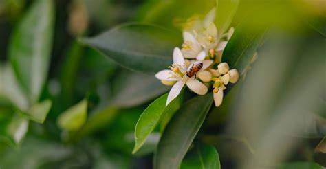 17 Spring Plants That Pollinators Find First - raincitystudios.com