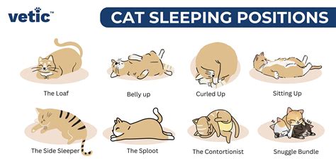 17 Sleeping Cats Positions Meanings [#3 Means Your Cat LOVES …