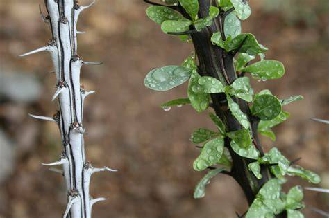 17 Types of Thorny Bushes and Vines (With … - raincitystudios.com