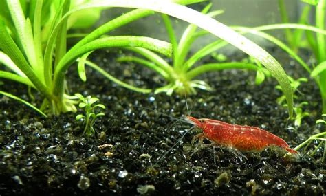 17 Types Of Freshwater Aquarium Shrimp You Need To See