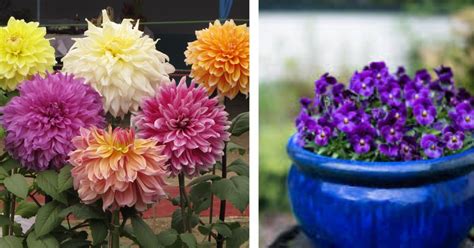 17 Winter Flowers 2024 That Will Thrive in the Cold - House …