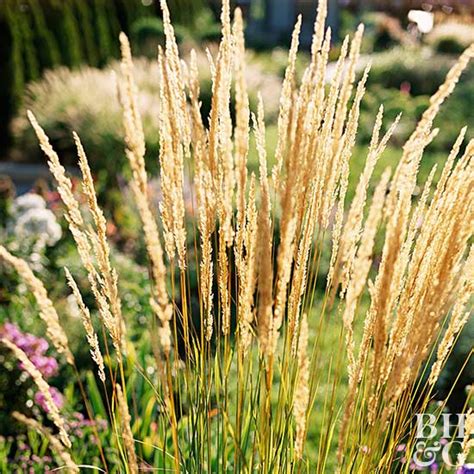 17 Top Ornamental Grasses