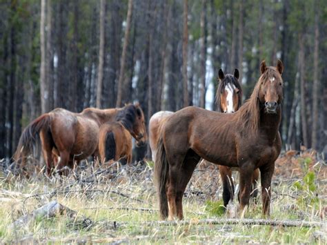 17 wild horses shot dead near Kamloops, B.C., in ‘disheartening’ act: RCMP