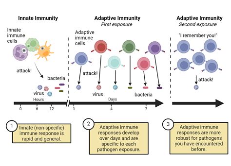 17.2 Innate Immunity - Concepts of Biology | OpenStax - muktibox.com