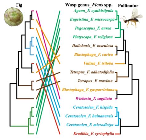 17.3: Evolution of Mutualisms - Biology LibreTexts - muktibox.com