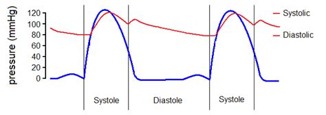 17.4D: Cardiac Cycle - Medicine LibreTexts