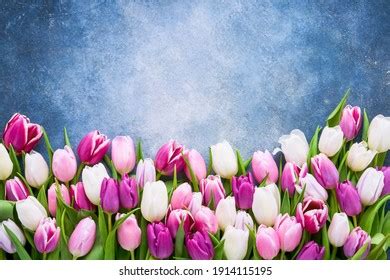 170,069 Spring Flowers, Tulips Blue Background Images, Stock …