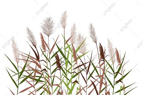 170+ Gambar Alang Alang Fotos, PNG, Background Download - raincitystudios.com