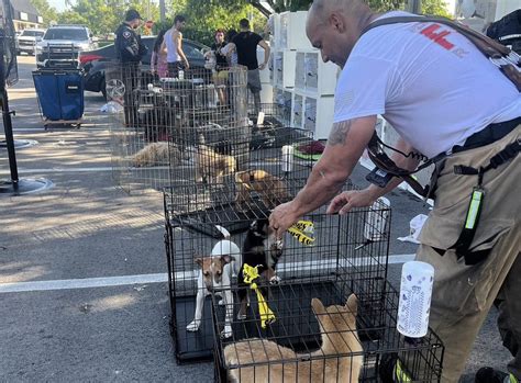 170 puppies rescued after fire at Pembroke Pines pet store, all survive