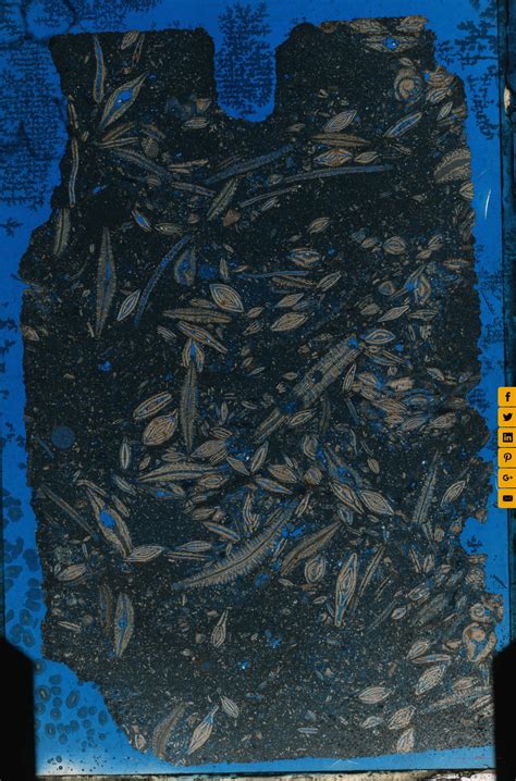 17056 Halı ve Koltuk Yıkama