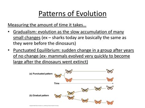 174 Patterns of Evolution ppt download