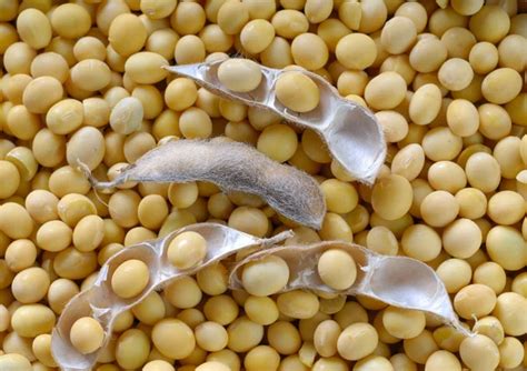 177,204 Soybeans Images, Stock Photos & Vectors Shutterstock