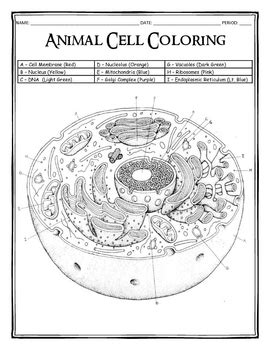 18+ Animal Cell Coloring Guide Answer Key Background COLORIST