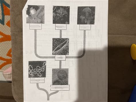 18+ Ap Bio Chapter 2