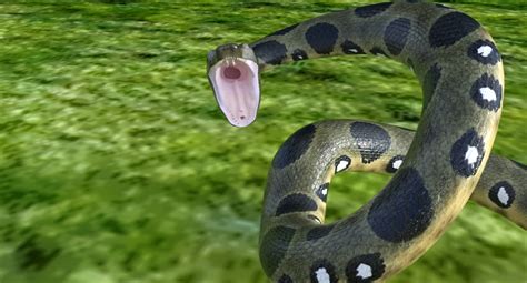 18+ Snake Vore Animation QueenPurneet
