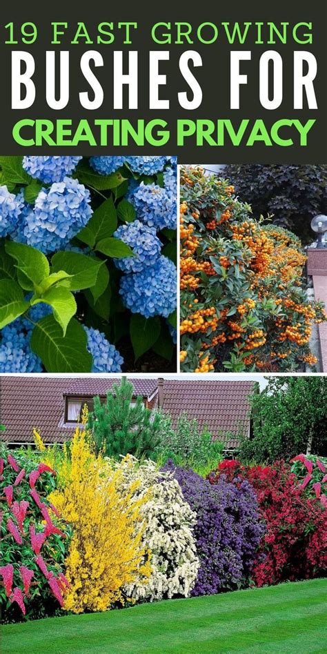 18 Best Bushes & Trees for a Lush, Natural Living Fence - raincitystudios.com