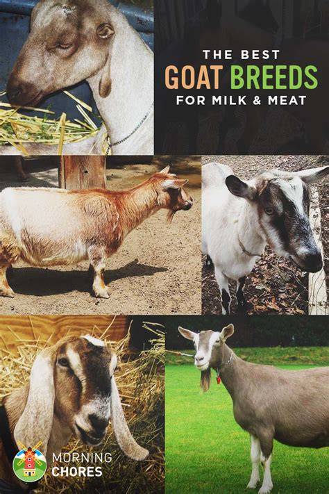 18 Best Goat Breeds for Milk and Meat Production - MorningChores - raincitystudios.com