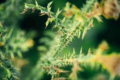 18 Bushes With Thorns Perfect For Protecting Your Yard - raincitystudios.com