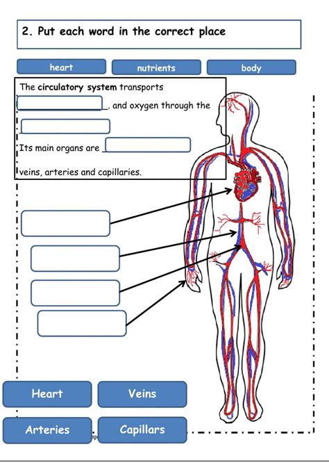 18 Best Images of Circulatory System Worksheets And Answers