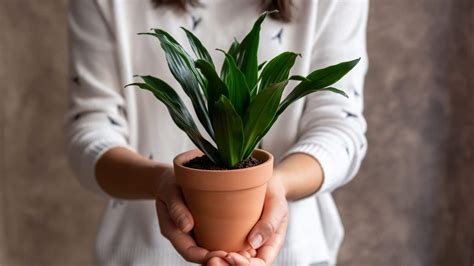 18 Best Indoor Plant Deliveries Melbourne TOT: HOT OR NOT