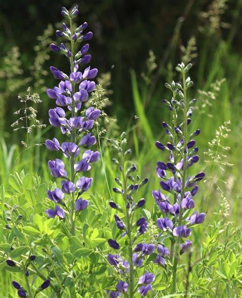 18 Garden Plants That Double as Natural Fabric Dyes - raincitystudios.com
