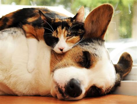 18 Great Pictures of Cats Using Dogs as Pillows