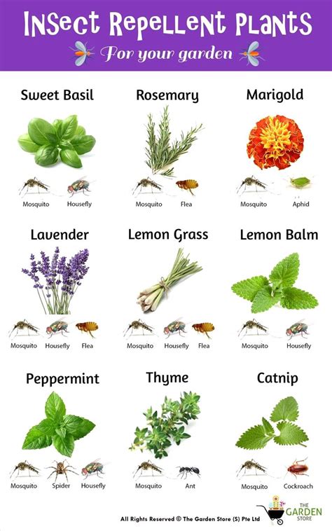 18 Insect Repellent Plants for Your Garden - The Spruce - raincitystudios.com