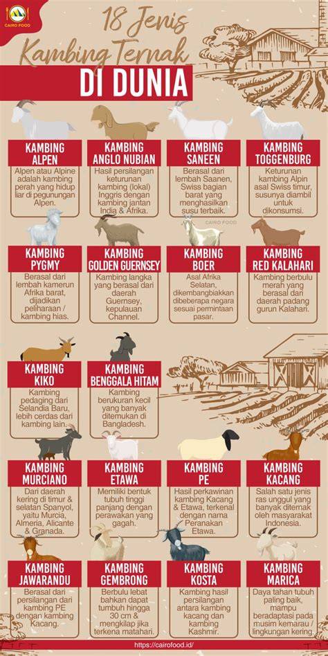 18 Jenis Kambing Ternak Di Dunia - Cairo Food - raincitystudios.com
