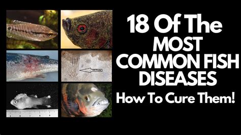 18 Of The MOST COMMON FISH DISEASES (And How To Cure …