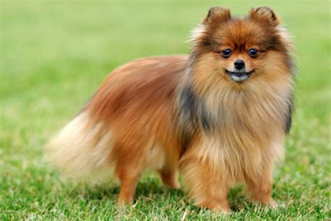 18 Pomeranian Colors With Pictures - Beaver - helloBARK!