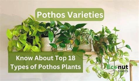 18 Types of Pothos Varieties with Names and Pictures - muktibox.com