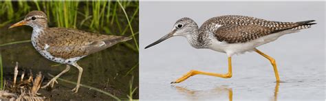 18 Types of Shorebirds in Florida (ID Guide) - Bird Watching HQ