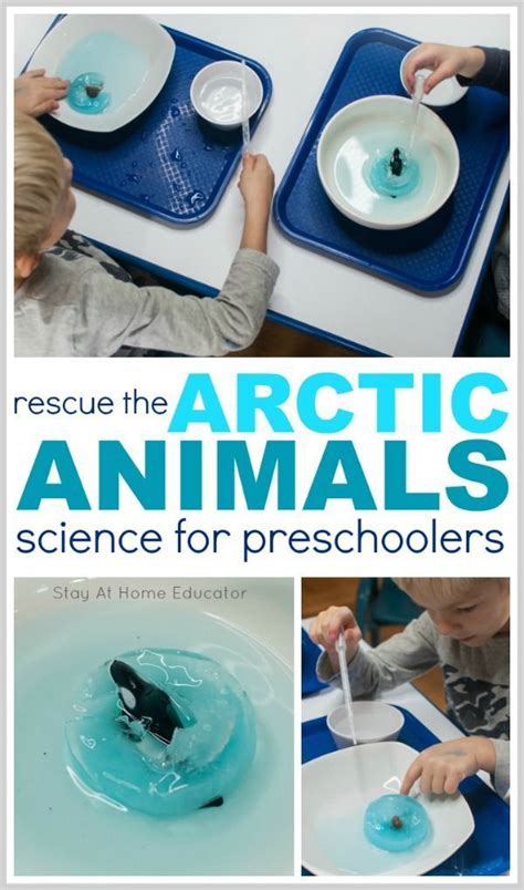 18 Animal Science Lessons And Experiments Science Buddies Preschool  Animal Science Activities - Preschool, Animal Science Activities