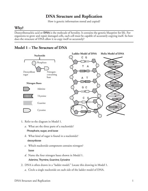 18 Dna Structure Replication Answer Key Barsoumore