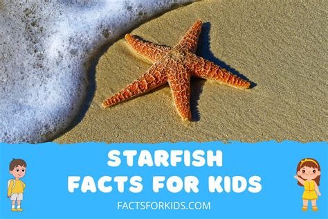 18 Starfish Facts For Kids To Spark Your Facts About Starfish For Kindergarten - Facts About Starfish For Kindergarten
