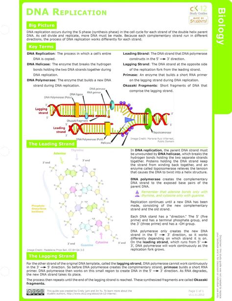 Full Download 18 Dna Structure And Replication S Pdf Answer Key 