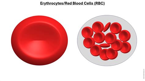 18.4: Erythrocytes - Medicine LibreTexts - muktibox.com