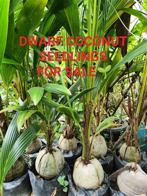 180 Dwarf Coconut Stock Photos - Dreamstime - raincitystudios.com