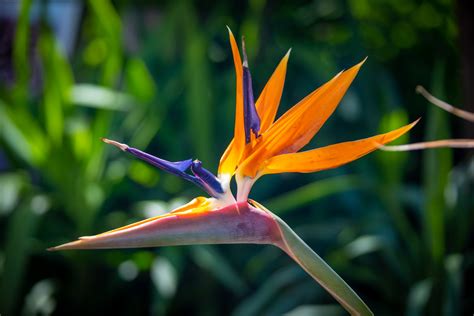 185,199 Birds Of Paradise Images, Stock Photos & Vectors …