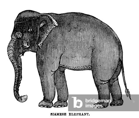 At Foxtons, we are renowned for our results. . 1855elephant