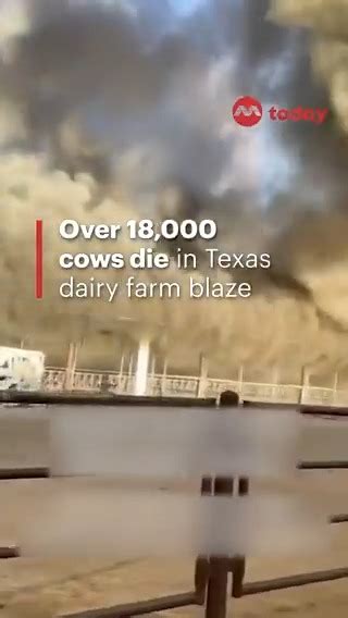 5 days ago · The explosion that killed at least 18,000 cows on a Dimmitt, Texas dairy farm earlier this week is the deadliest barn fire involving cattle in the state, according to the nonprofit. The Animal Welfare Association (AWI) told Fox News Digital in an emailed statement: Southfork Dairy Farm Since we began tracking barn fires in 2013, Monday …