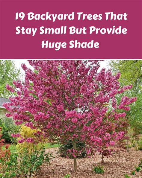 19 Backyard Trees That Stay Small But Provide Huge Shade - raincitystudios.com