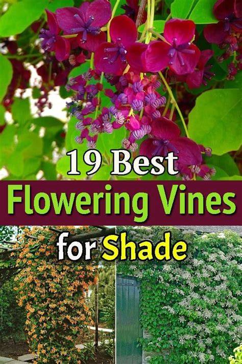 19 Best Flowering Vines For Shade - Epic Gardening - raincitystudios.com
