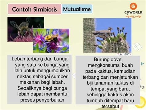 19 Contoh Simbiosis Mutualisme dalam Interaksi … - muktibox.com